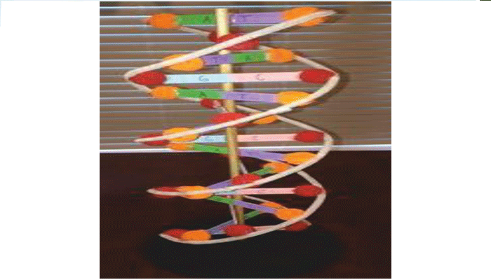 DNA Model