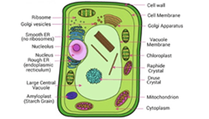 Plant Cell