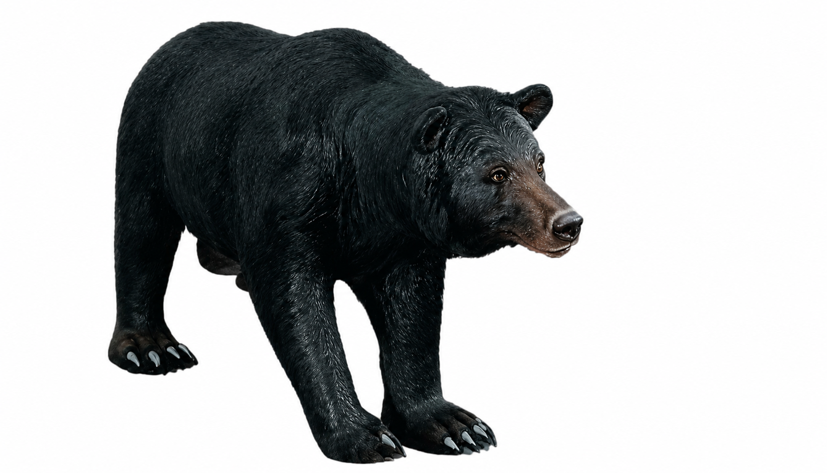FRP Bear